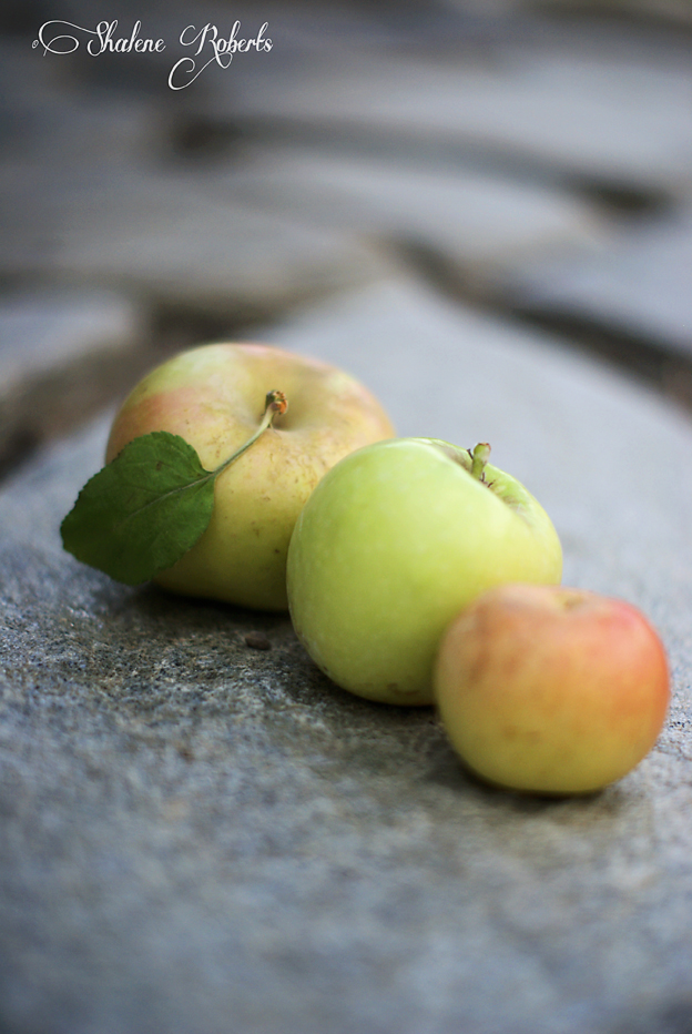 Apple Picking | Faith and Composition