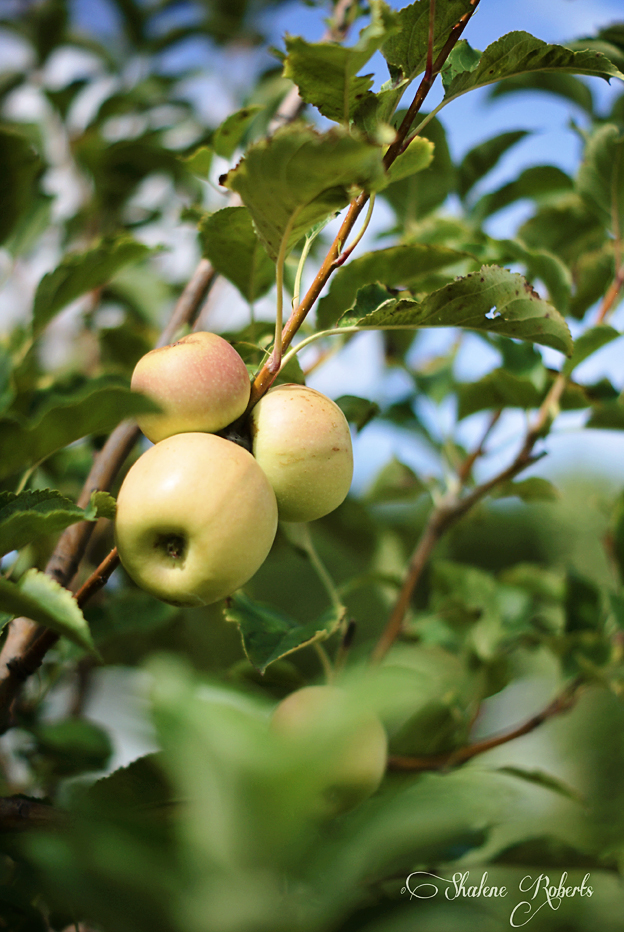 Apple Picking | Faith and Composition